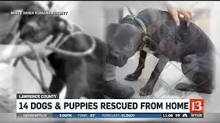 14 Dogs Removed from Home