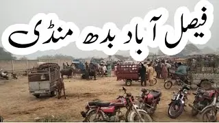 13 November 2024 Faisalabad Katta bachra Mandi latest update | Faisalabad cow Mandi |cow Mandi FSD