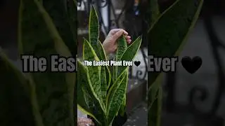 easiest houseplant ever&mdash;no green thumb needed! 💚