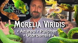 Morelia Viridis &bull; Azurea &bull; Utaraensis &bull; Pulcher - PYTON ZIELONY - nazewnictwo