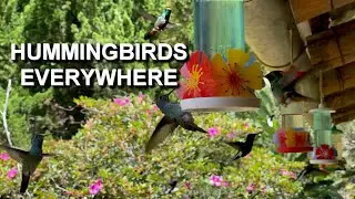 Thousands of Hummingbirds Swarm These Feeders Every Day 4K