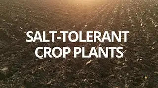 ICGEB The Goals of Science - Cape Town Ep.1 Knowing plants to fight dryland salinity
