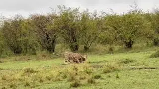 Cheetah is running to catch antelope #vlog #animals #wildlife #reels #viral #jungle #prey 