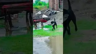 Pakistani training dogs #labradorcity #dog #sohailbhatti #petlover #dogbreed #animalowner