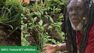 My Healing Garden | Growing Food and Medicine at Home 