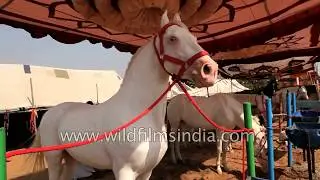 Rajasthani traders put their horses on display at Pushkar camel fair, Rajasthan