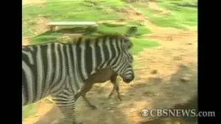 Donkra: Donkey, zebra hybrid