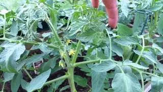 How to Grow Greenhouse Tomato Plants