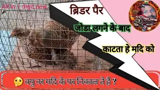 क्यु नर मदि के पर निकाल ते है ? teetar tips | teetar