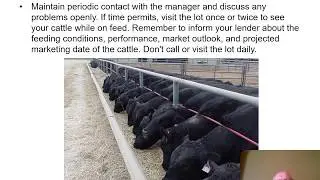 Ownership Options; Considerations for having your cattle custom fed