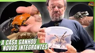 🐸 MICRO FROGS CHEGARAM E ISSO PODE DAR PROBLEMA