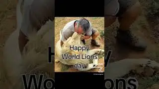Lion cub petting and interactions