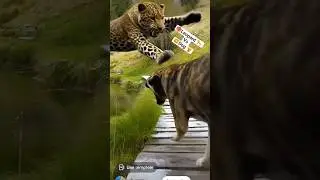 Warthog 😲 vs💥. 🦁Lion: The Ultimate Showdown#animals#shorts#trendingd