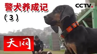 《天网》一只优秀的警犬需要经历什么样的训练？ 警犬纪事（3）20220803 | CCTV社会与法