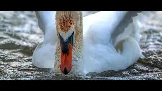 The Lake - Teaser - Nikon Z9, Nikon 800mm, Nikon MC-N10