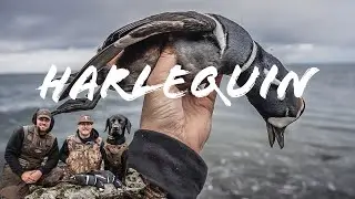 Sea Duck Hunting | WA State Harlequin