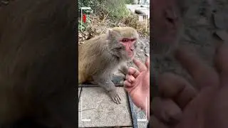 Funny Monkey | Monkey eating | Monkey play | Monkey show | SRKH Monkey
