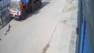 Leopard in lockdown
