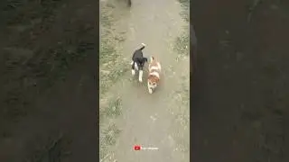 Pet lovers WhatsApp Status Video || Dog lover's special whatsapp status