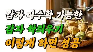 감자싹틔우는방법 감자 싹 제대로 틔우기 하고 싶다면  이영상으로 끝내세요