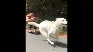 Downhill Longboarding - Kiefer Kroneker with Dog