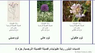 كاسيات البذور, رتبة هليونيات, فصيلة الفصيلة النرجسية, جزء 1 ثوم تولباغية داكن angiosperms أمارلس