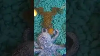 African clawed frog eating an earthworm