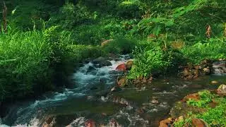 Peaceful River Flowing Through a Quiet Forest – Gentle Nature Sounds for Deep Sleep and Study Focus