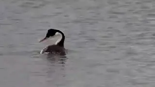 Clark's Grebe