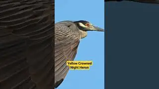 Yellow Crowned Night Heron