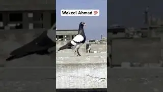 Wakeel Ahmad pigeon from Pakistan 💯🫶🏻#shortsfeed #shorts #pakistanpigeons #viralsong ￼
