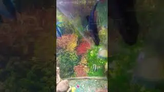 red tail Shark fish rainbow fish #cute