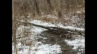 Echo 3510, ash across neighbor's trail, Jan 11, 2026