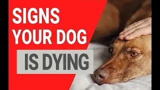 21 signs your dog is dying and how to help