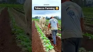 How To Do Tobacco Farming In Village 😲 #trending #agriculture #tobacco #farming #farmer #cultivation