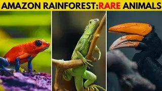 The Amazon RainForest Rare Animals - हिंदी डॉक्यूमेंट्री | Wildlife Documentarya Hindi