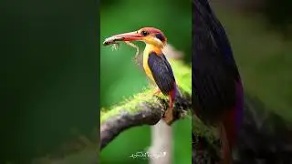 Oriental Dwarf Kingfisher