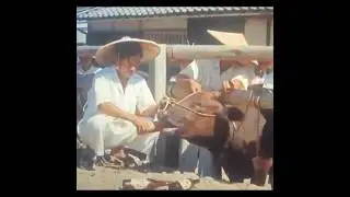 Eating steak thats not real in the matrix - cows getting massage and beer daily Kobe beef expensive