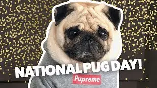 National Pug Day