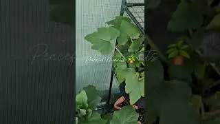 Peaceful Moments 🪴 #intentionalliving #plants #gardening #joy #peace #growth