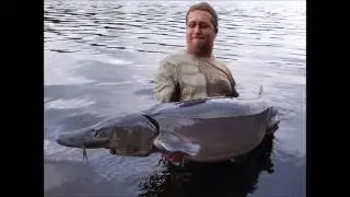 combat avec un gros esturgeon baeri et un esturgeon citron &agrave; l &eacute;tang de la lande 2016
