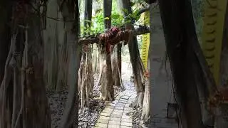 250 year purana vat vraksh #minivlog