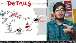 PC8L14: Lysosome in detail | Primary, Secondary Lysosome, Autophagosome, Phagosome & Residual Body