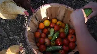 Quick & Cheap food you can easily grow for your Chickens and Ducks in your yard #3