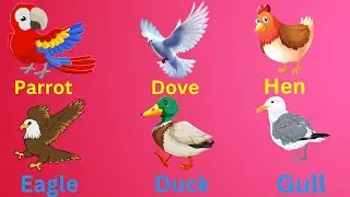 birds Name | Learn English birds Names | Preschool Nursery Rhymes for children