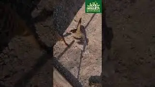 Axe Valley Wildlife Park - Meerkats My Favourite Animal #SHORTS