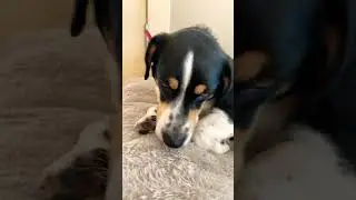 #bestpet #funnypets #cute #trending #bestshorts #cutedog