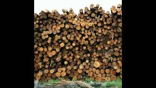 Episode 14 Lumber Tariffs and Global Warming