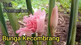 mengenal tanaman bunga kecombrang