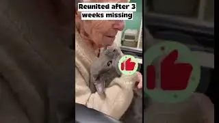 Reunited with her cat after he ran away 3 weeks ago #cat #homecoming #animals #happy